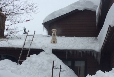dog sitting on roof above tall snow pile. 